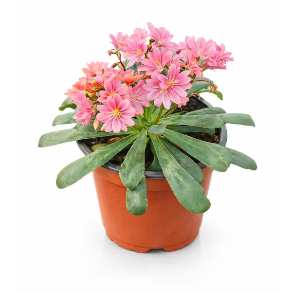 Lewisia pianta - Lewisia cotyledon con fiori rosa a cascata in vaso D14 cm, vista frontale