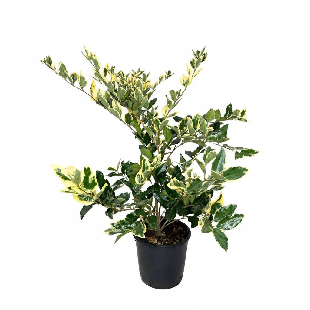 Ligustrum Texanum Variegato - pianta ornamentale in vaso nero con foglie variegate verdi e gialle su sfondo bianco