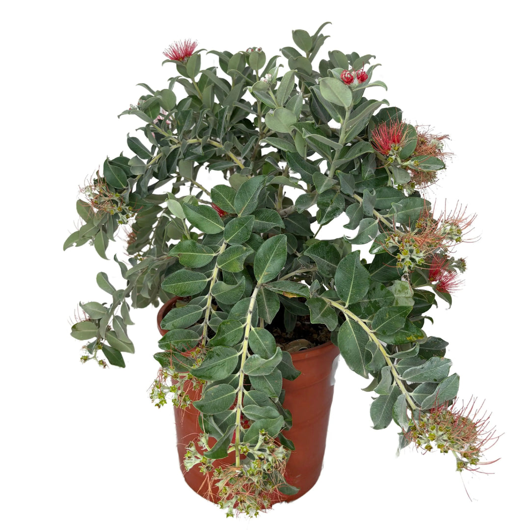 Metrosideros Thomasii - Pianta in vaso con fiori rossi vivaci e fogliame verde denso, pronta per l&