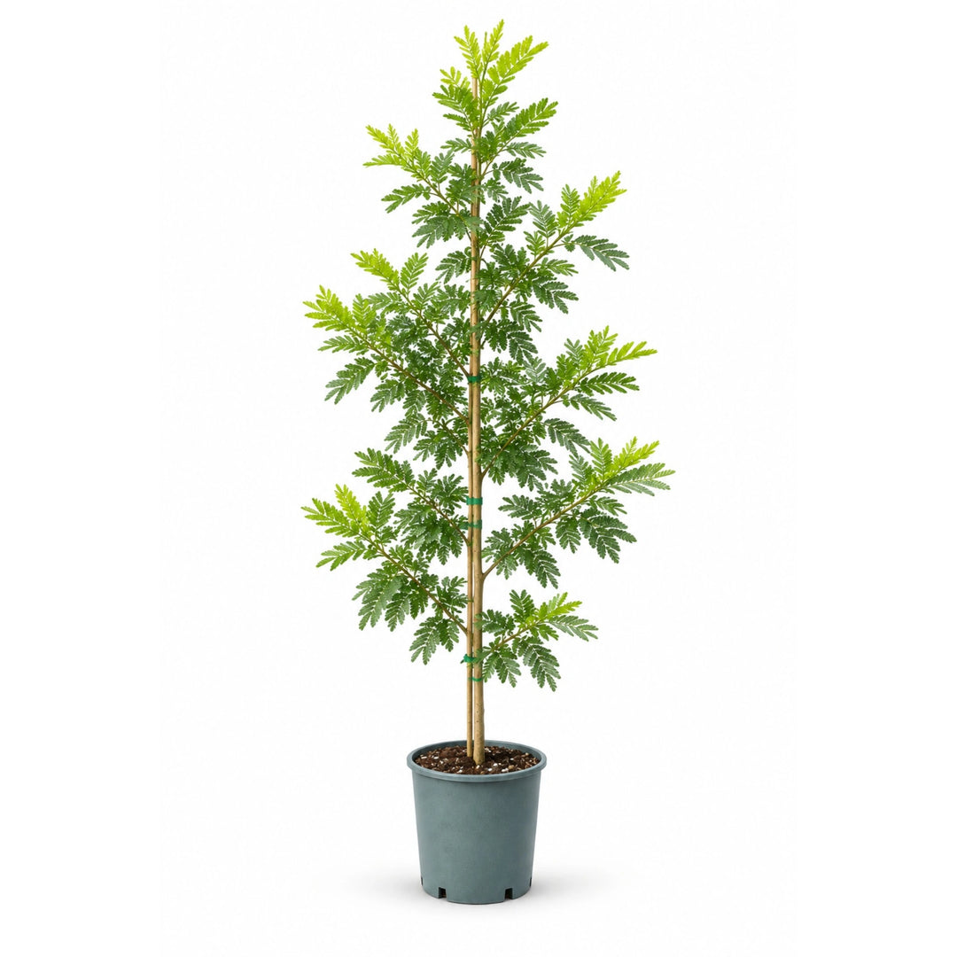 Acacia Dealbata (Mimosa) D. 24 - H. 120 cm