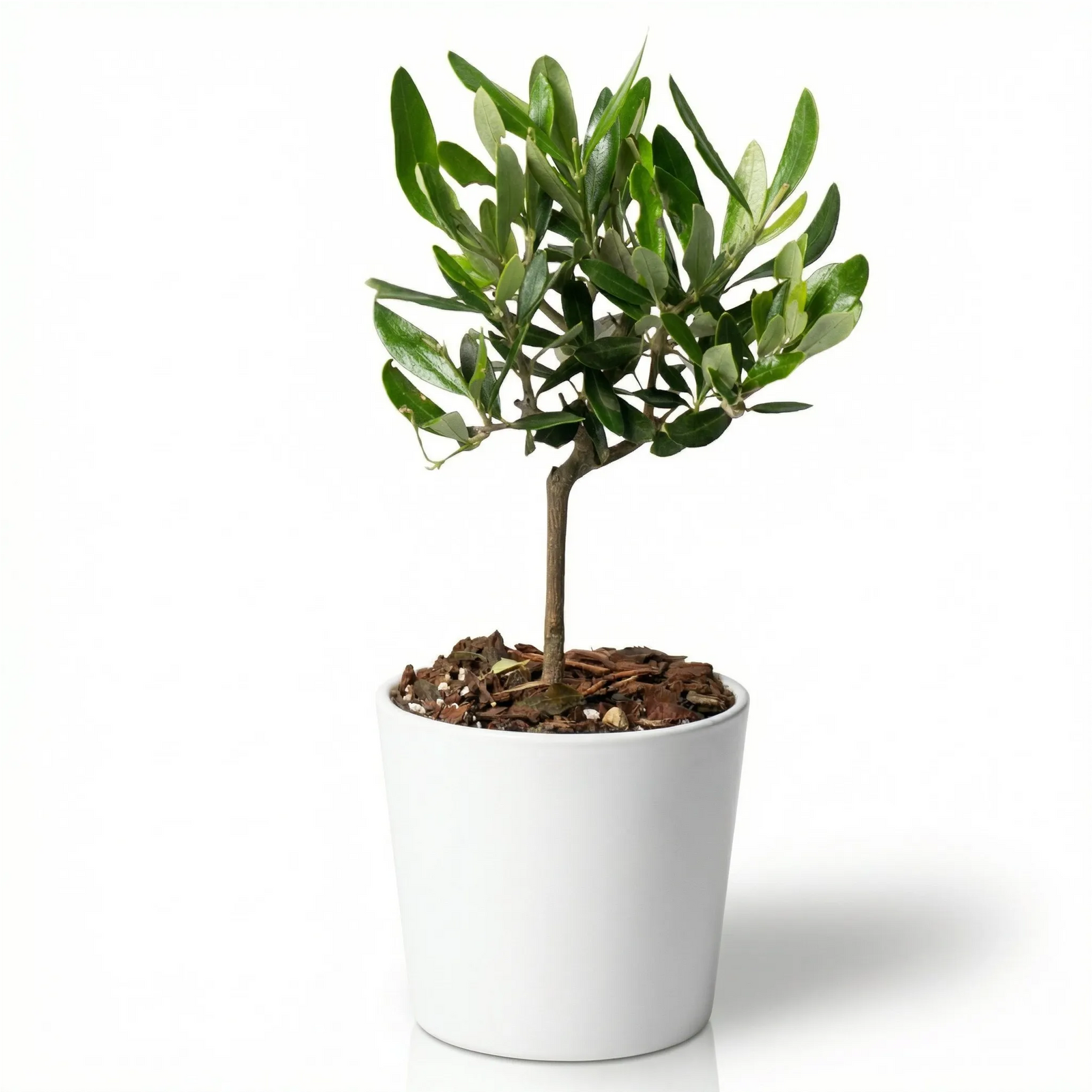 Mini Bonsai Olivo - pianta in vaso ceramica bianco su sfondo neutro