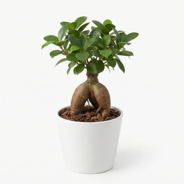 Bonsai Ficus Ginseng Mini - pianta in vaso di ceramica bianca su sfondo studio professionale