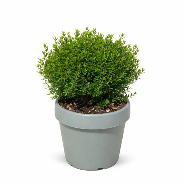 Myrtus Pumila D. 24 H. 40 CM
