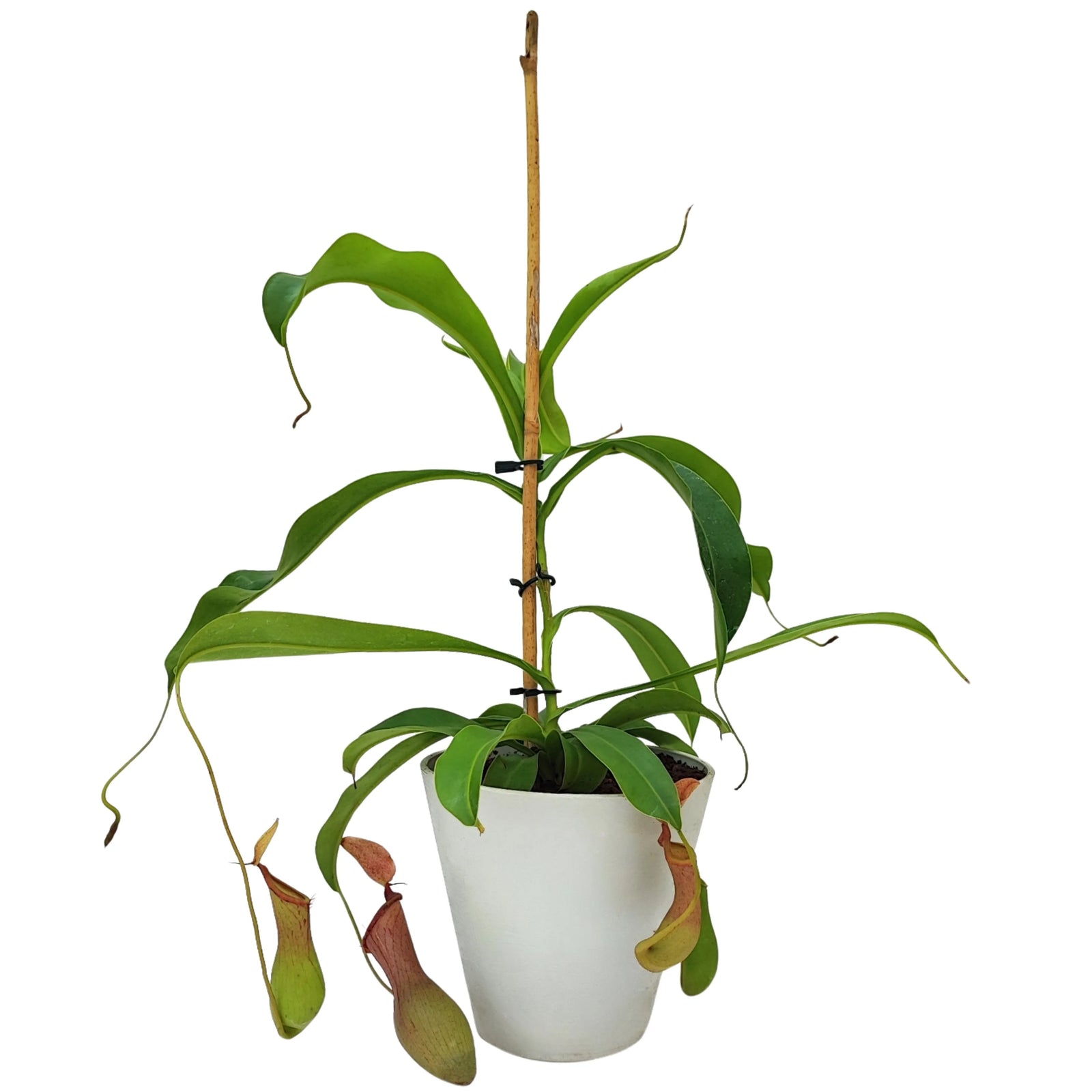 Pianta carnivora Nepenthes in vaso bianco con ascidi verdi e rossi ben sviluppati, sostenuta da tutore centrale.
