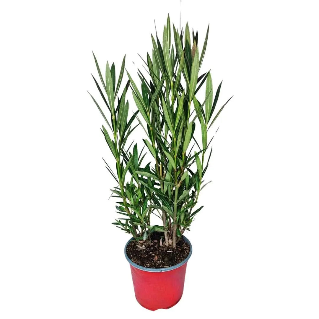 Oleandro in vaso - pianta mediterranea con fiori rossi vivaci per esterno