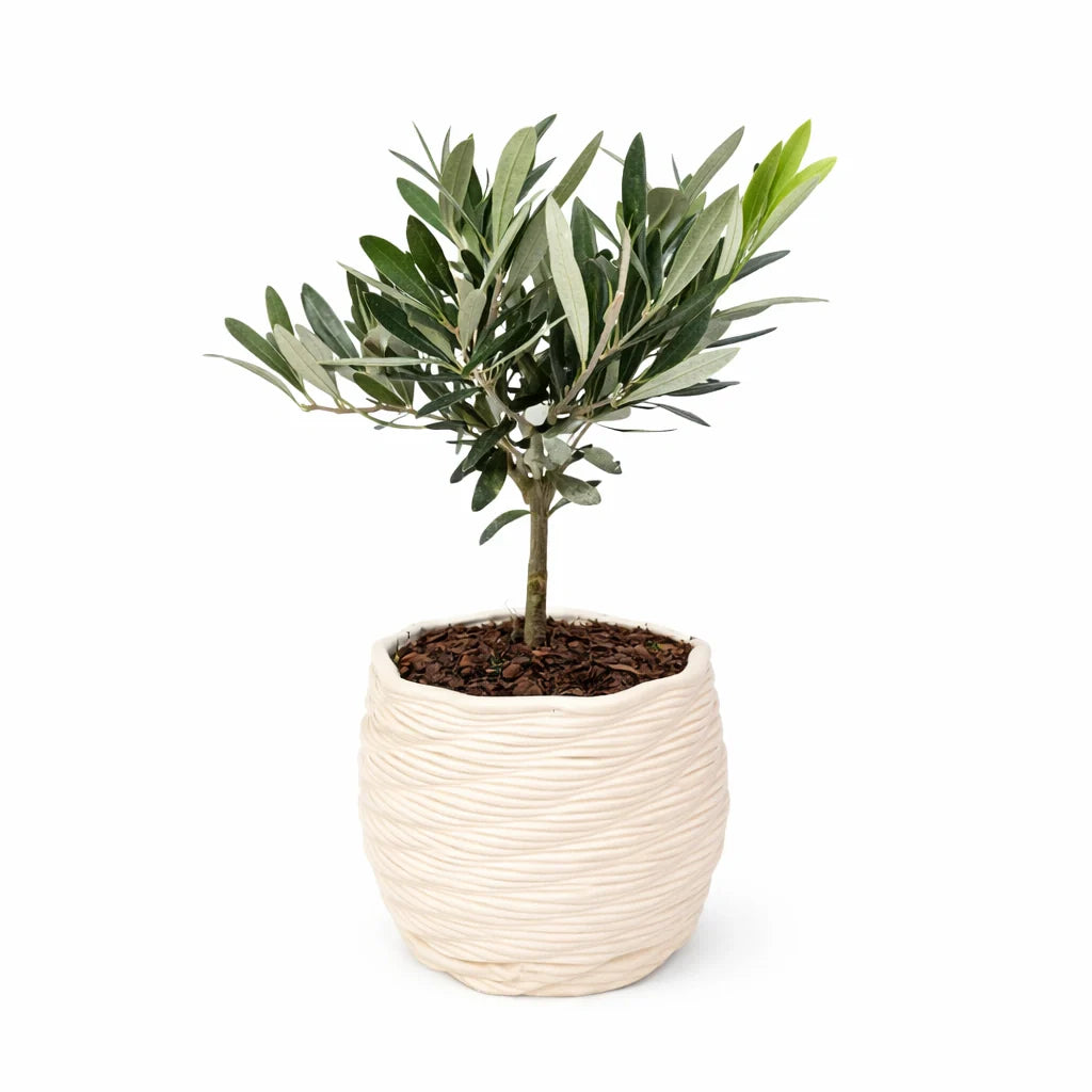 Bonsai Olivo in vaso di ceramica artigianale Carina D.14 cm - vista frontale elegante