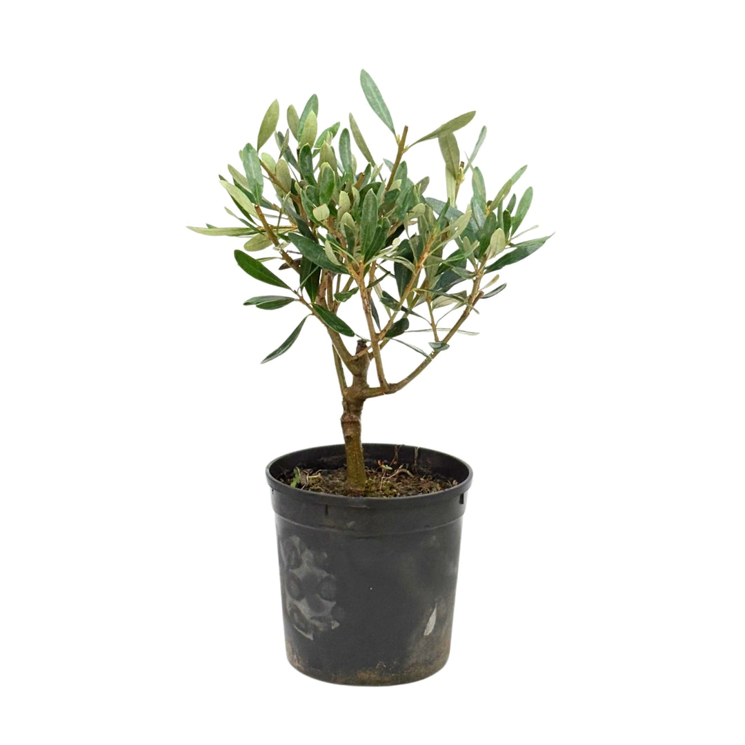 Bonsai Olivo D. 12 - H. 30 cm