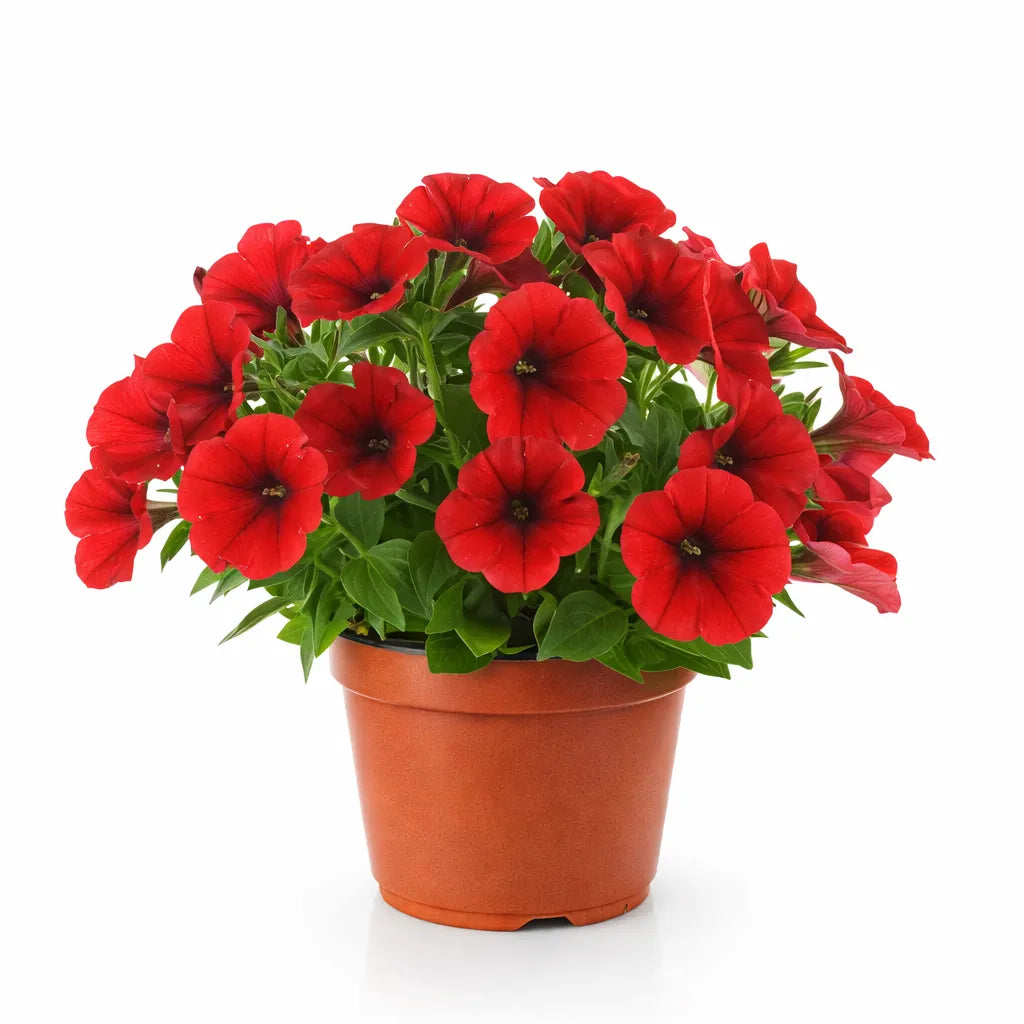 Potunia - Pianta fiorita rossa in vaso D.14cm, ideale per balcone e terrazzi soleggiati