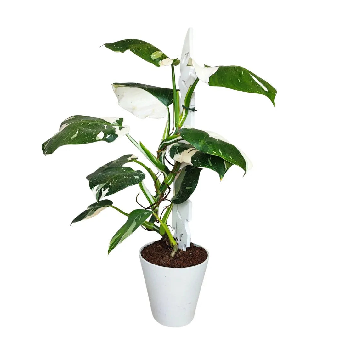 Philodendron White Princess - pianta da interno in vaso bianco con tutore e foglie variegate
