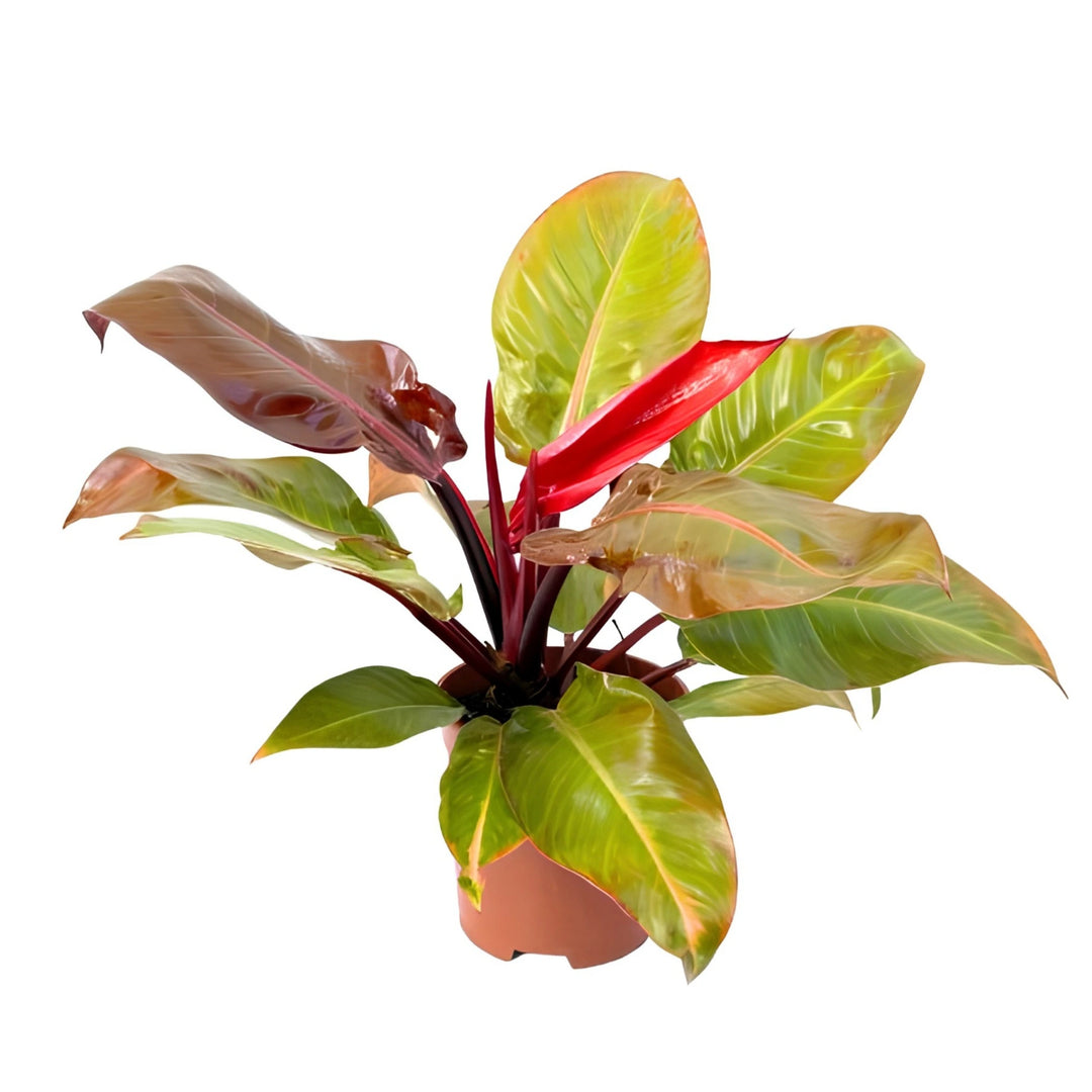 Philodendro Orange D. 20 - H. 65 cm