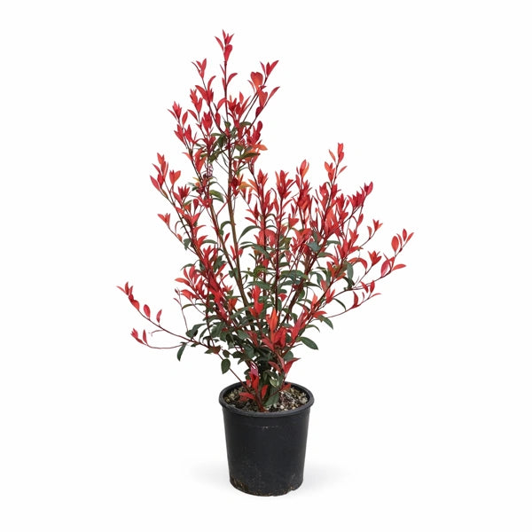Photinia compacta D.24 H.60 cm