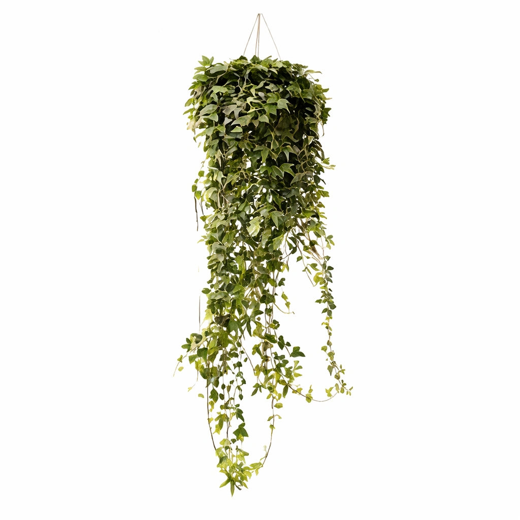 HEDERA IN BASKET D. 25 H. 150 CM