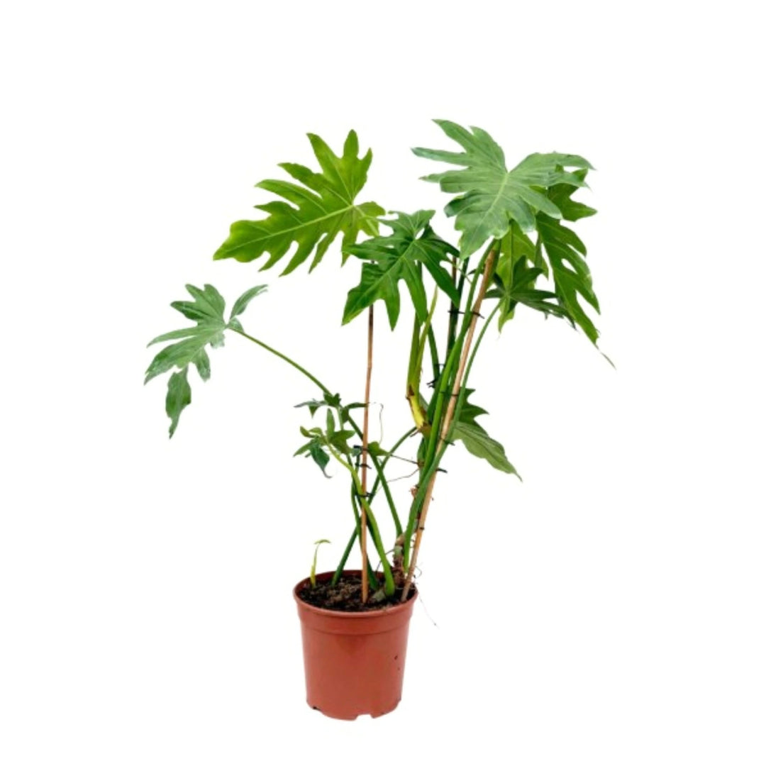Philodendro Selloum D. 21 - H. 95 cm