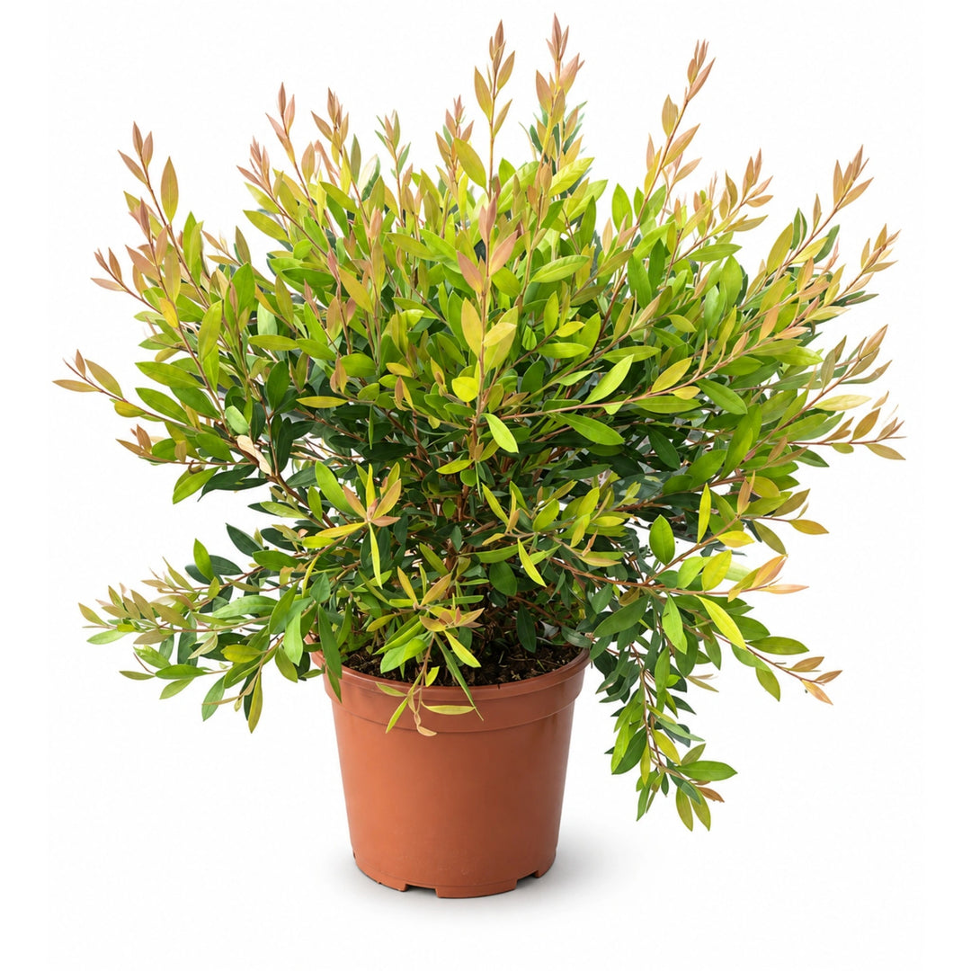 Callistemon Laevis D. 24 - H. 60 cm