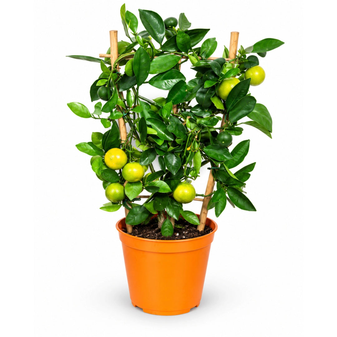 Citrus Mitis (Calamondino) D. 14 - H. 45 cm