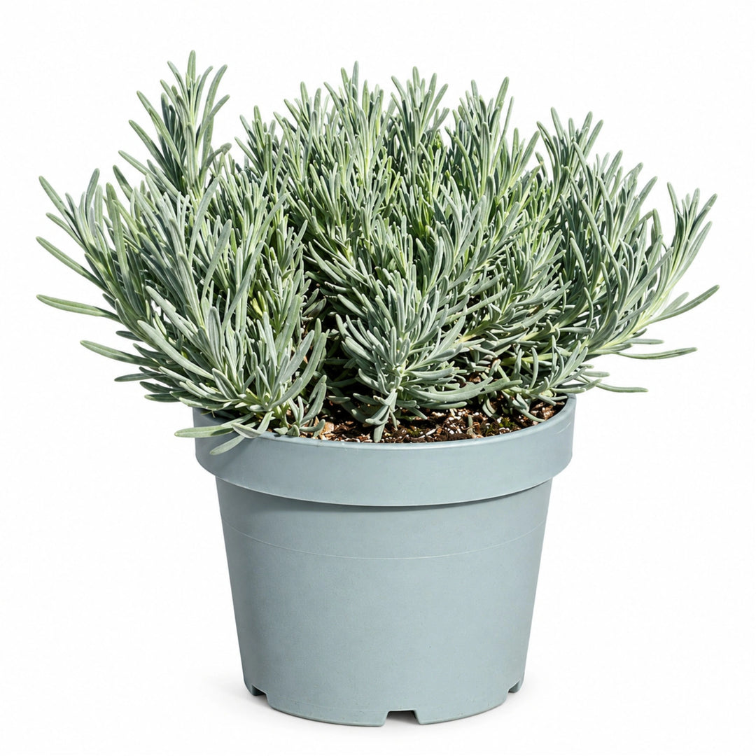 Lavandula Angustifolia D. 14 - H. 40 cm