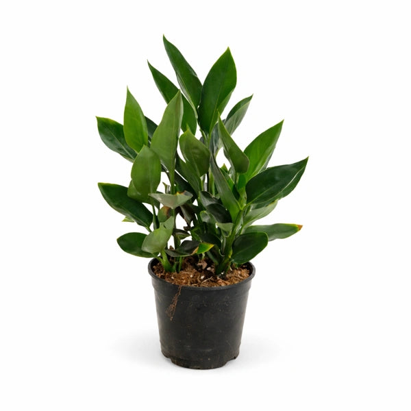 Strelitzia reginae D.24 H.80