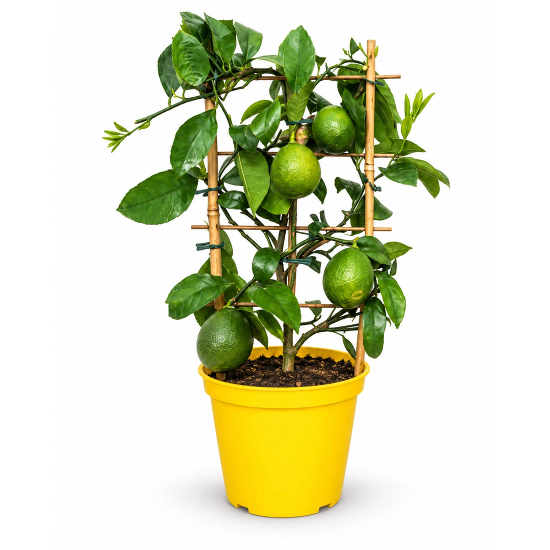 Citrus Limon (Limone) Mayer D. 14 - H. 50 cm