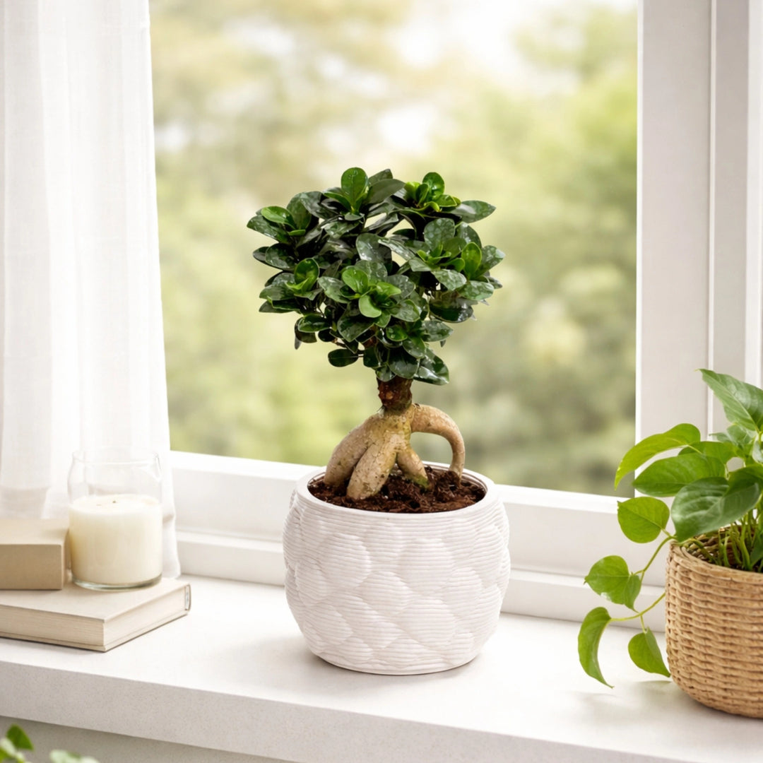 Bonsai Ficus Ginseng in vaso artigianale Alba D. 12 H. 30 CM