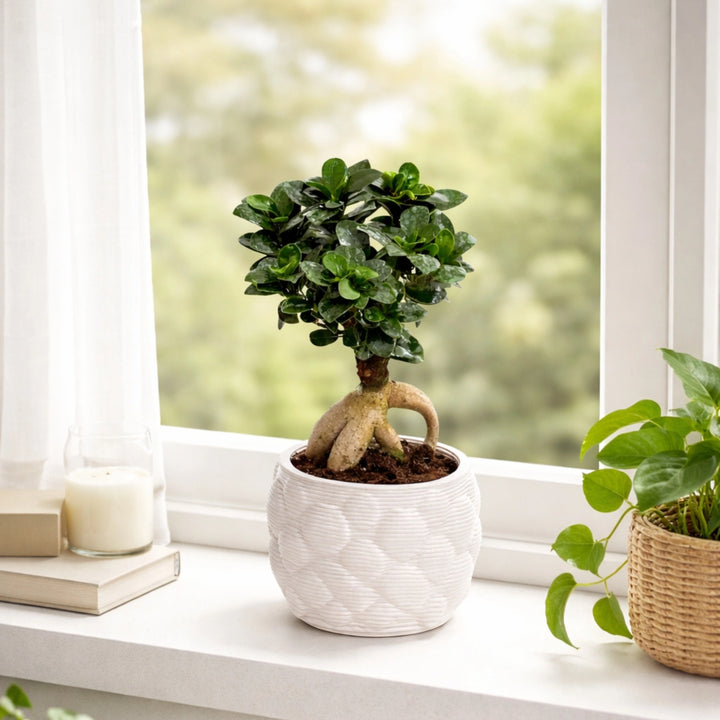 Bonsai Ficus Ginseng in vaso artigianale Alba D. 12 H. 30 CM