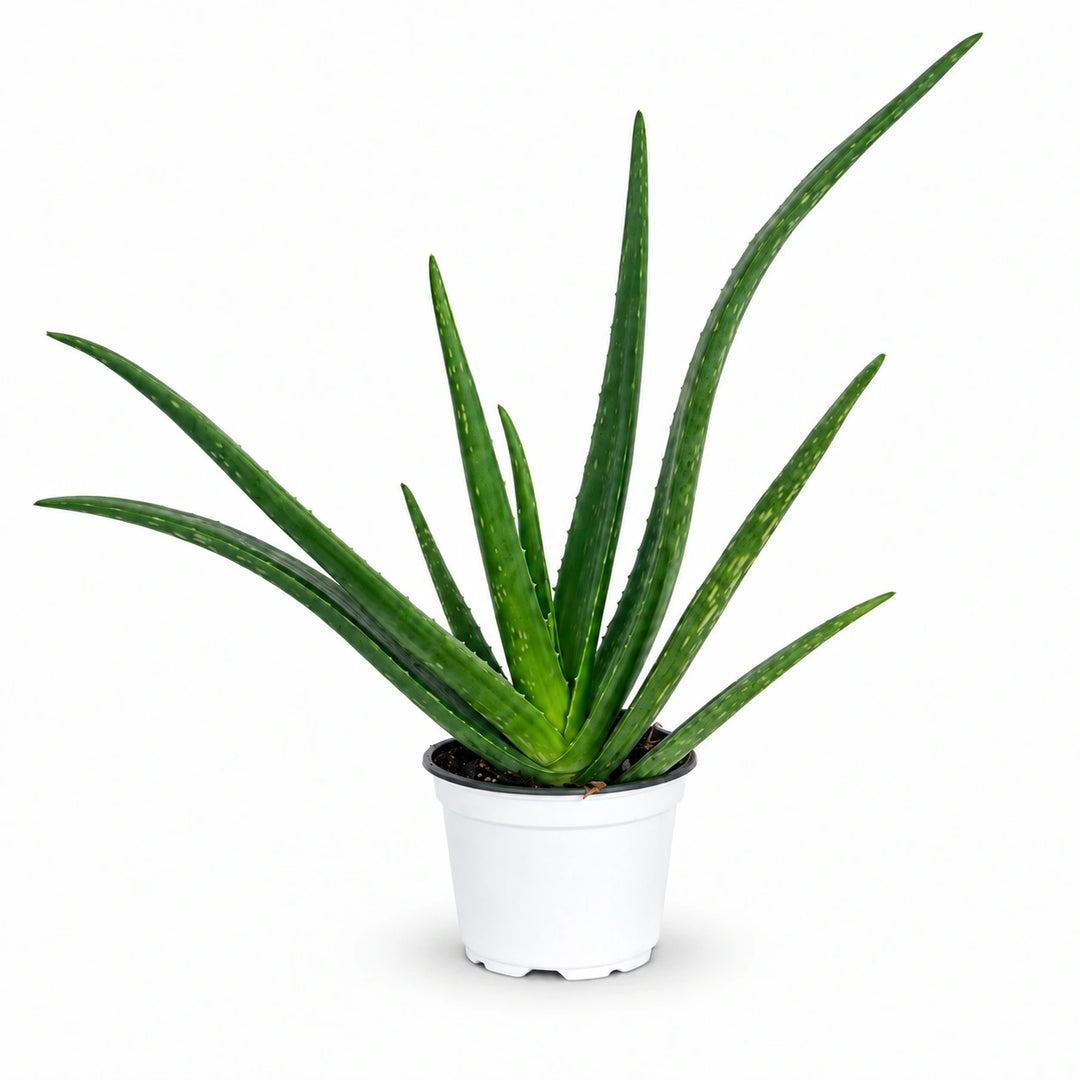 Aloe Vera D. 12 - H. 35 cm