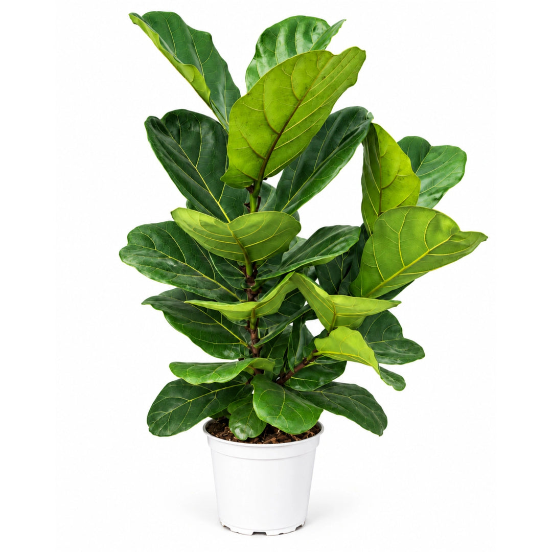 Ficus Lyrata D. 17 - H. 70 cm
