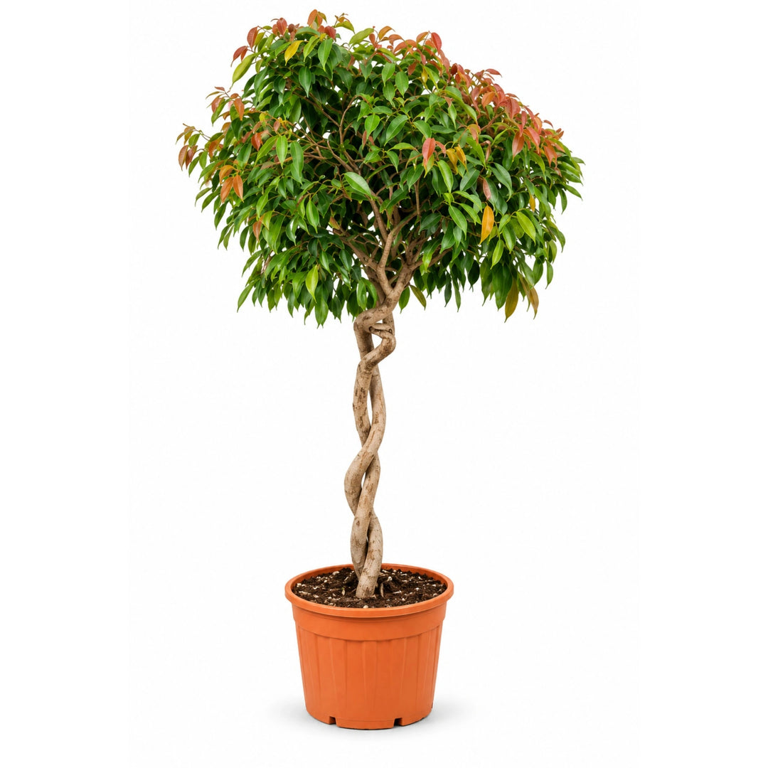 Ficus Amstel King doppio spiral D. 69 - H. 270 cm