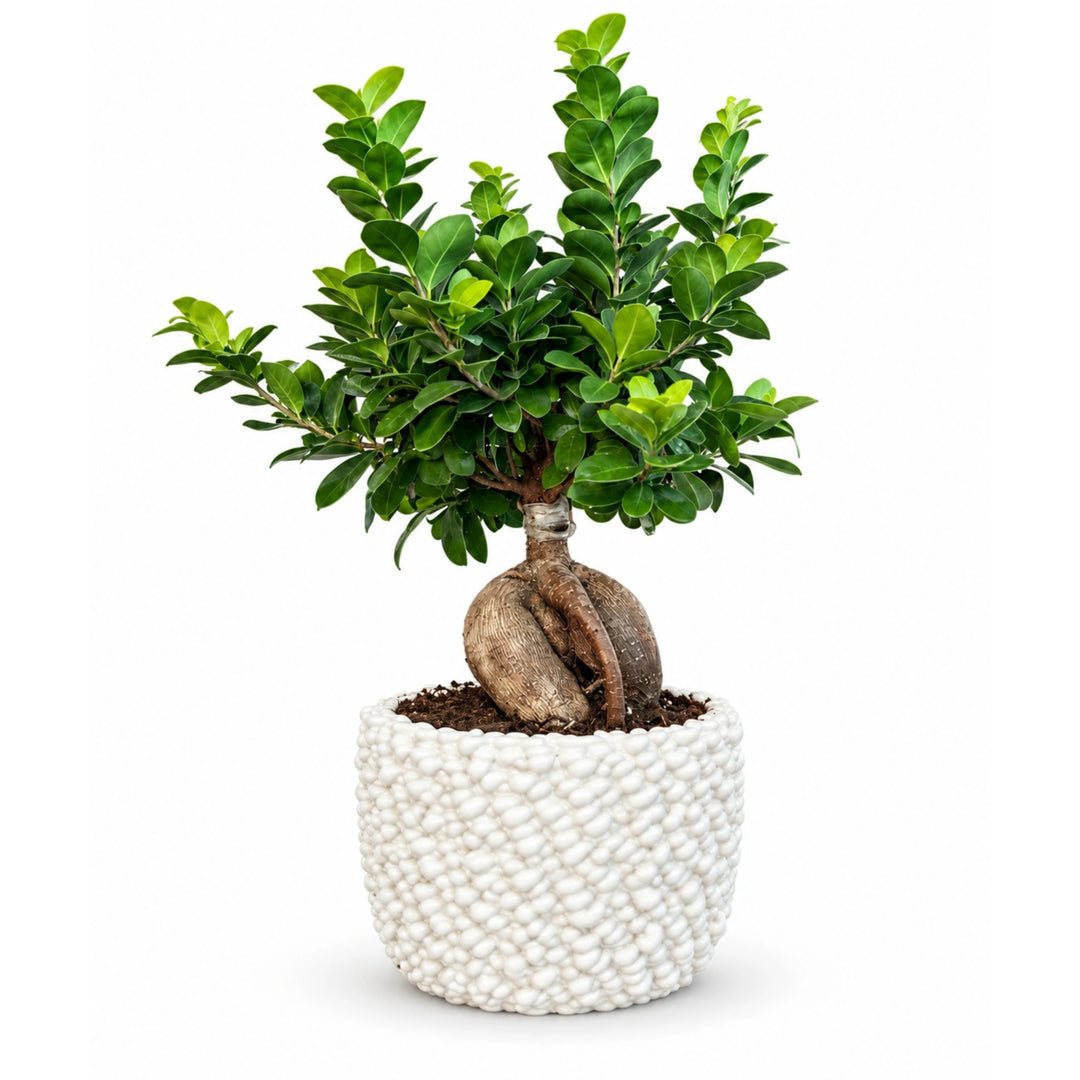 Bonsai Ficus Ginseng in vaso di ceramica Fira D. 22 - H. 47 cm