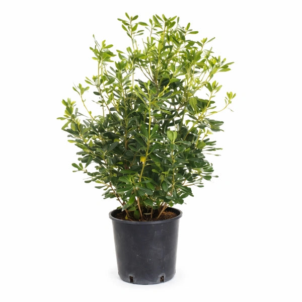 Pittosporum Tobira D. 24 H. 90 CM