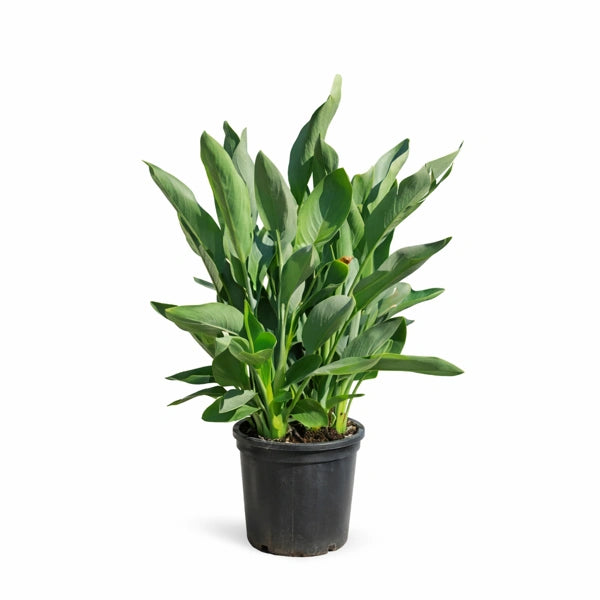 Strelitzia reginae D. 30 H. 110 CM