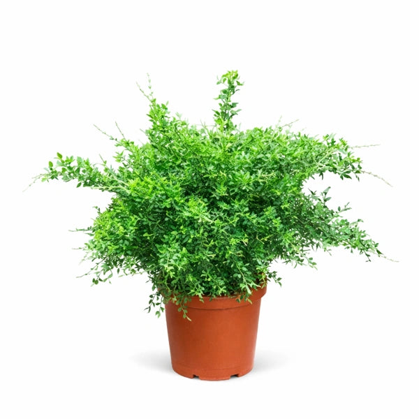 Cytisus D. 24 H. 60 CM