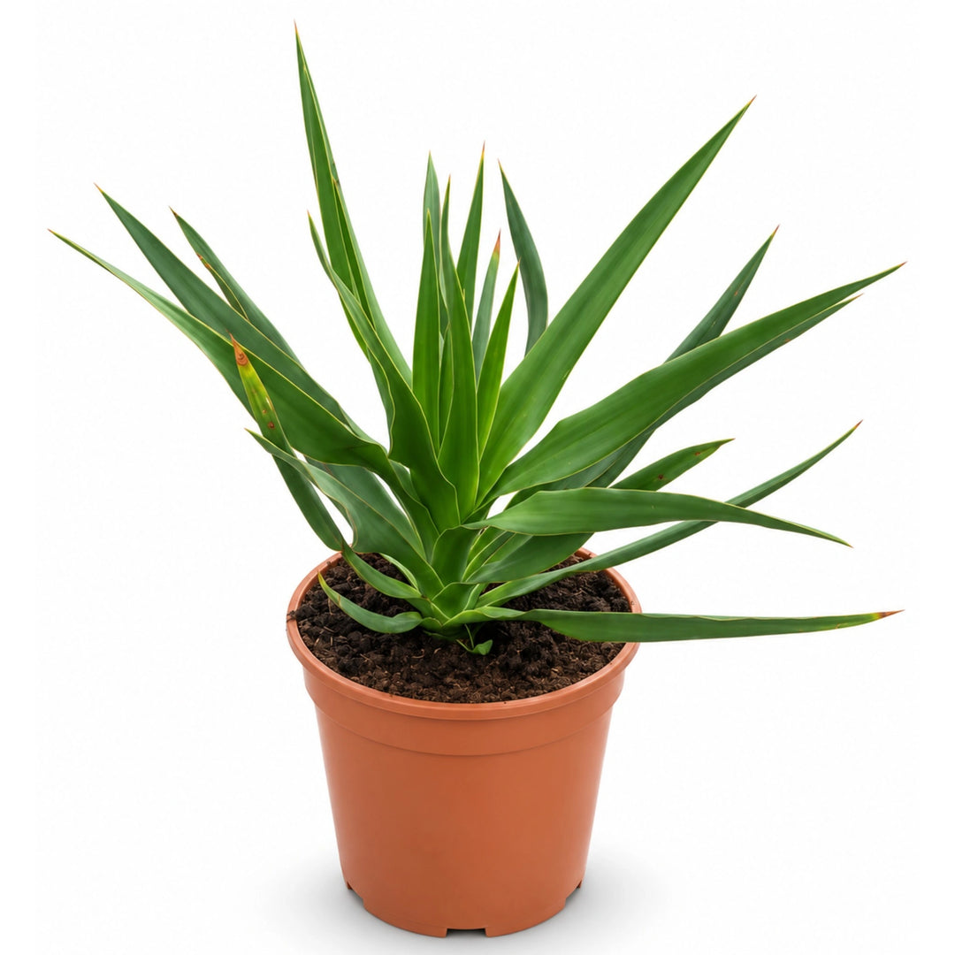 Dracaena Draco D. 24 - H. 65 cm