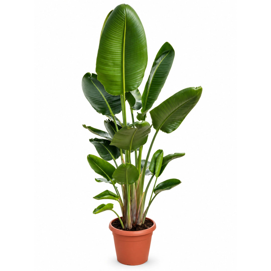 Strelitzia Augusta D. 40 - H. 230 cm