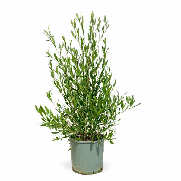 Dodonea Viscosa D. 30 H. 130 CM