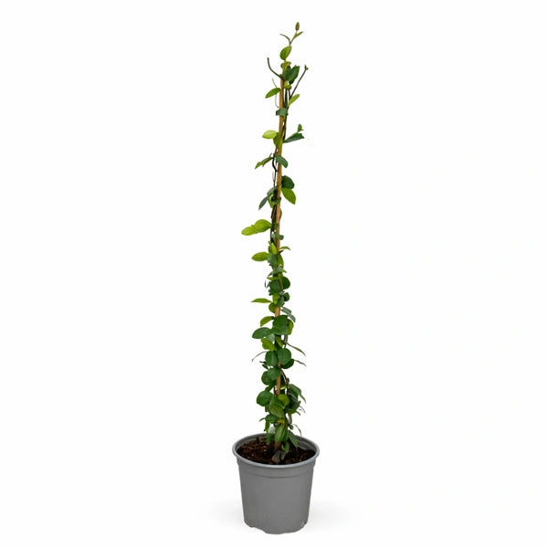 Rhyncospermum Monocanna D. 19 H. 120 CM