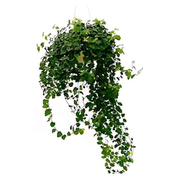 Ficus repens verde D.19 cm