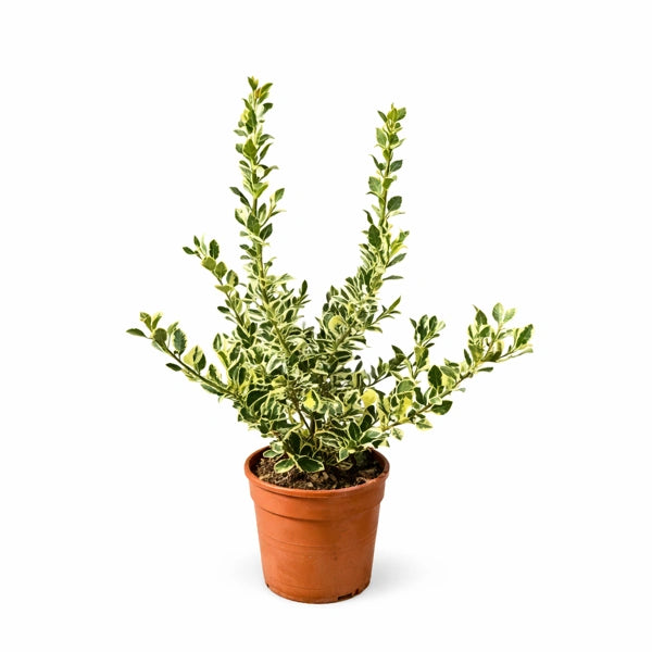 Agrifoglio variegato D. 24 H. 80 CM