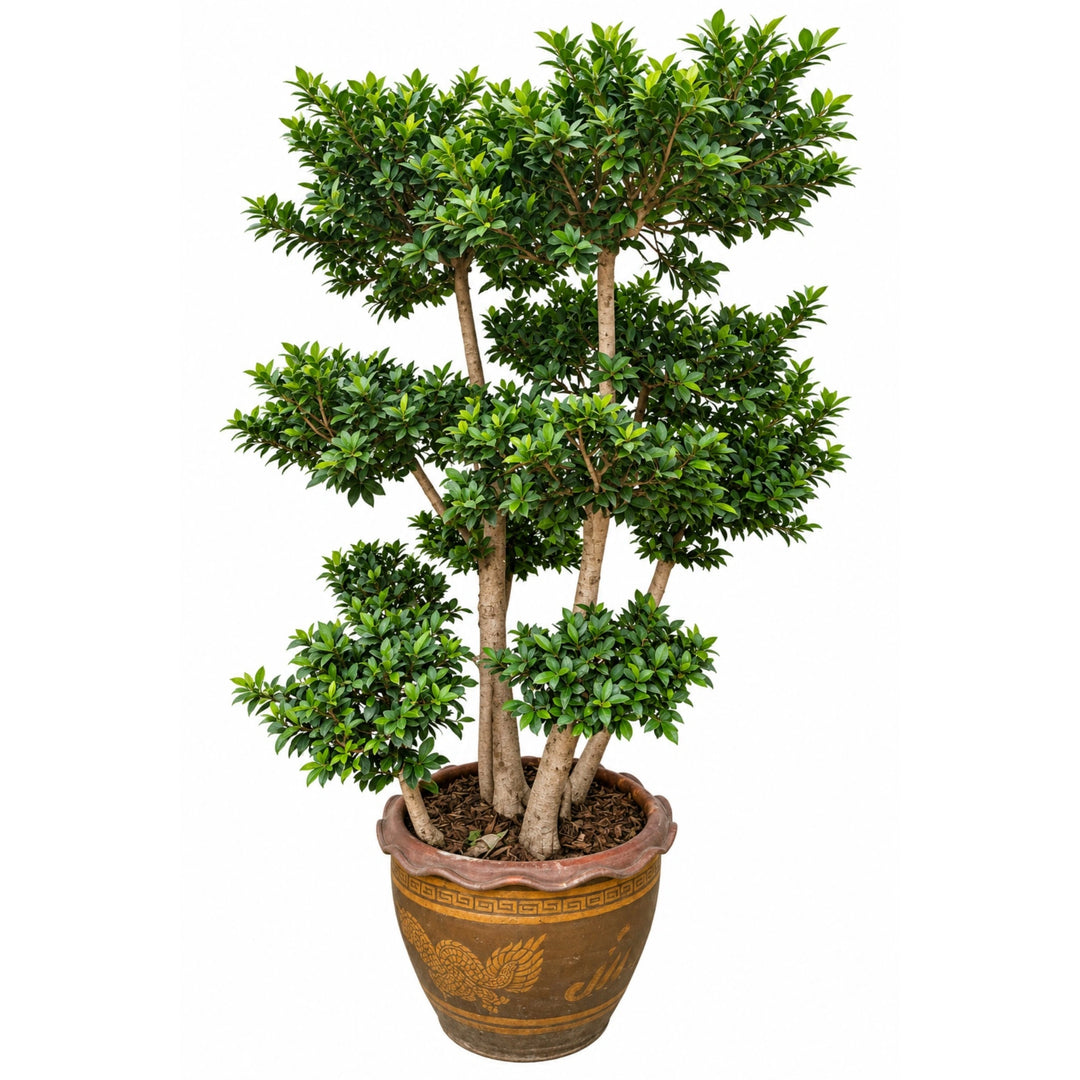 Ficus Retusa Thai D. 60 - H. 230 cm