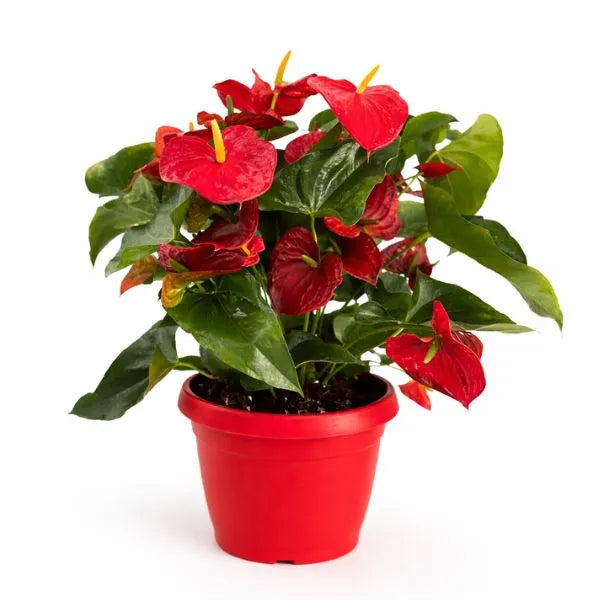 Anthurium D.30 cm