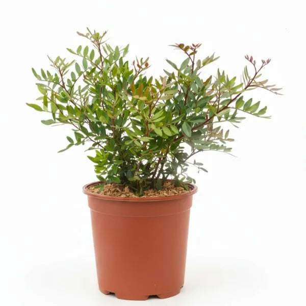 Pistacia Lentiscus - pianta mediterranea in vaso con foglie verdi lucide su sfondo chiaro