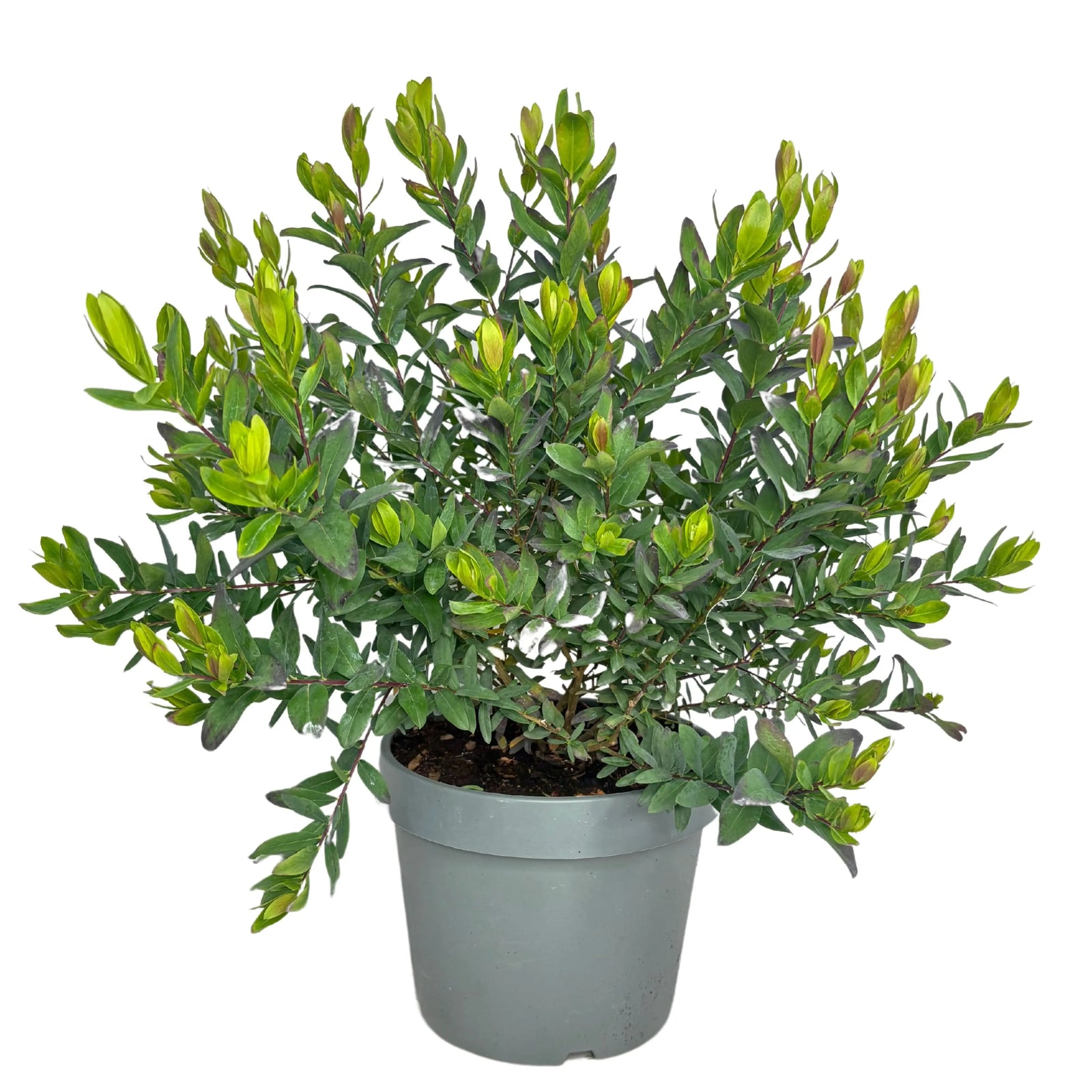 Polygala Myrtifolia vendita online - pianta in vaso con fiori viola-rosati