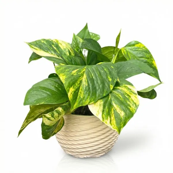 Pothos Scindapsus Aurea - pianta in vaso Carina bianco lucido su sfondo neutro