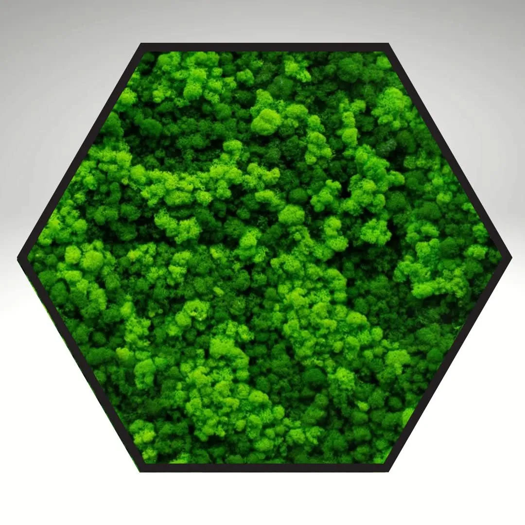Quadro verde preservato Esagono Viridem 80x80 cm