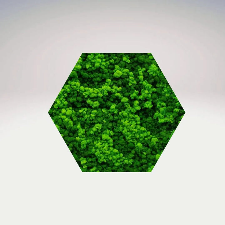 Quadro verde preservato Esagono Viridem 40x40 cm