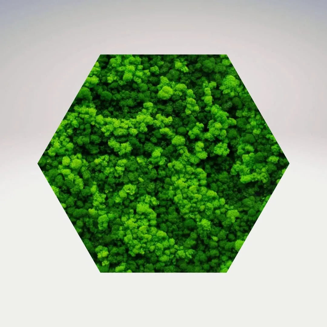 Quadro verde preservato Esagono Viridem 60x60 cm
