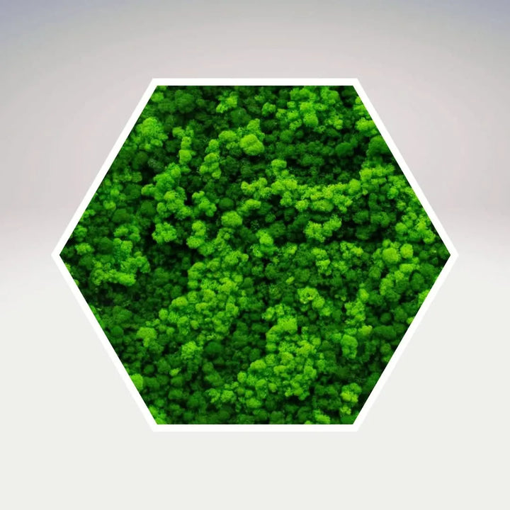 Quadro verde preservato Esagono Viridem 60x60 cm