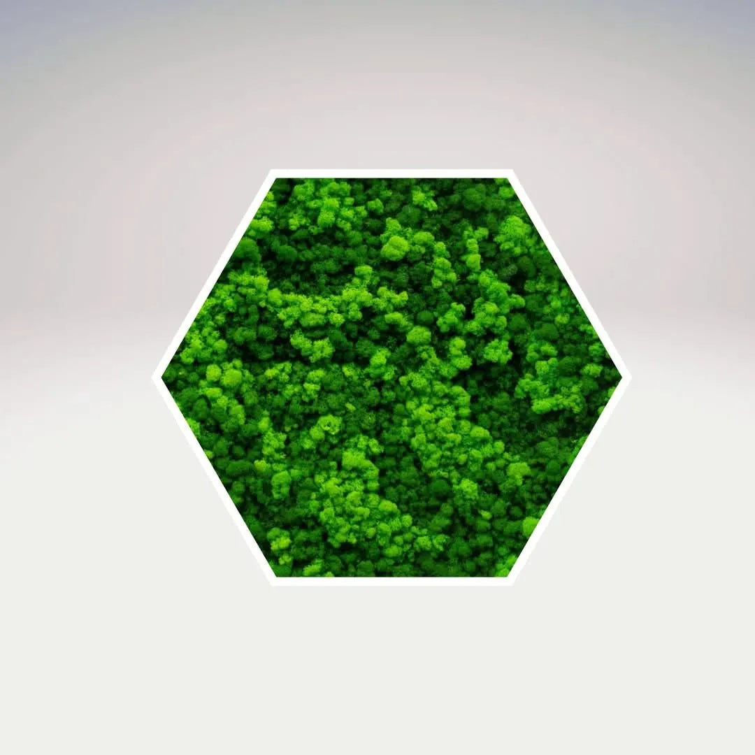 Quadro verde preservato Esagono Viridem 40x40 cm