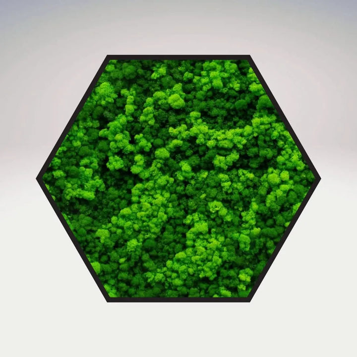 Quadro verde preservato Esagono Viridem 60x60 cm