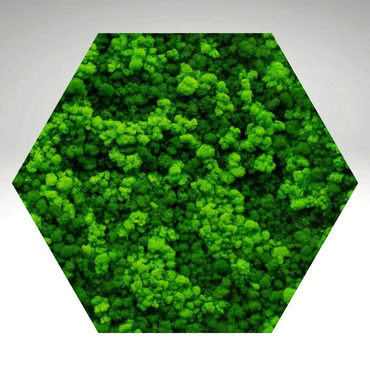 Quadro verde preservato Esagono Viridem 80x80 cm