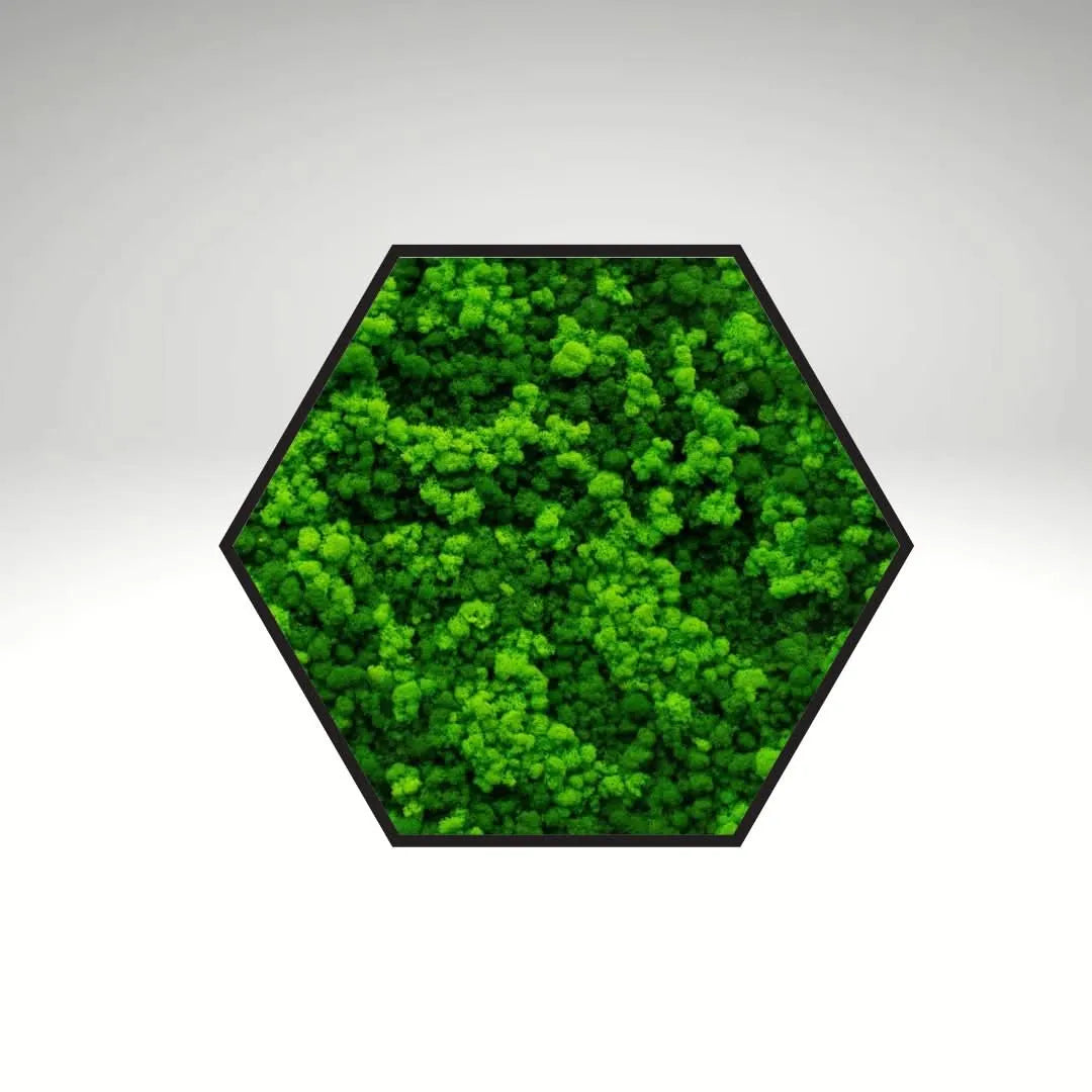 Quadro verde preservato Esagono Viridem 40x40 cm
